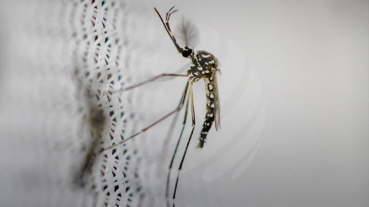 ডেঙ্গুতে ২৪ ঘণ্টায় আরও ৫ জনের মৃত্যু