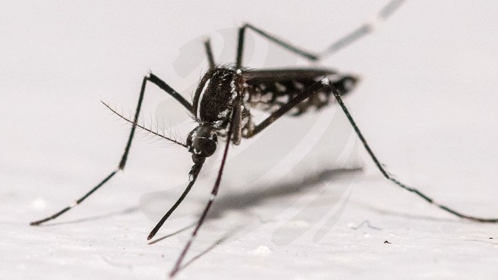 ডেঙ্গুতে ২ জনের মৃত্যু, হাসপাতালে ভর্তি ৪৫৫